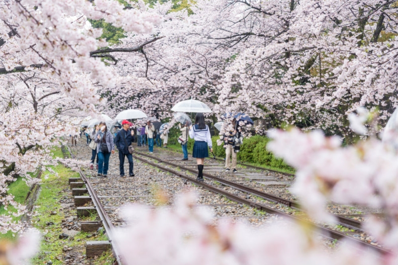 Cherry blossoms in Japan: a guide to parks and regions