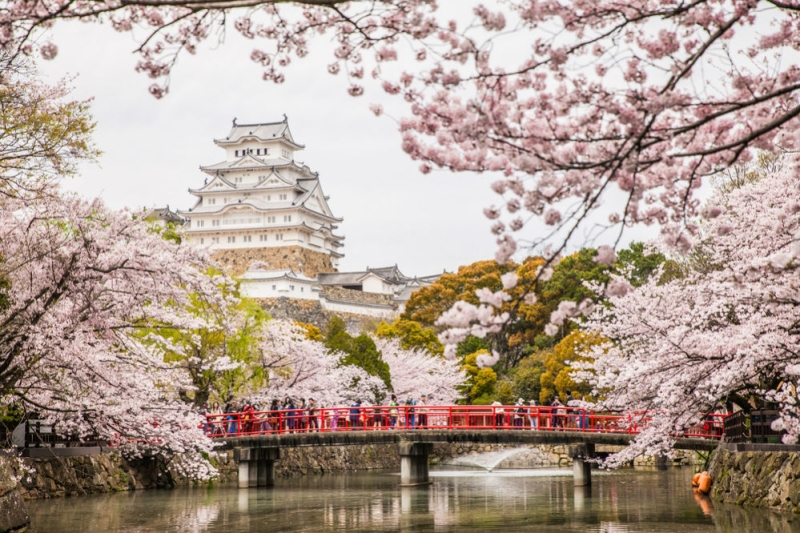 Cherry blossoms in Japan: a guide to parks and regions