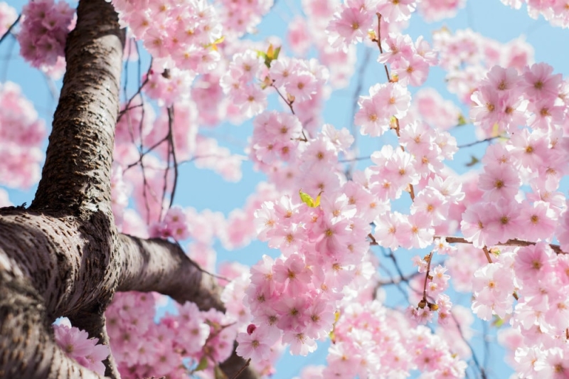 Cherry blossoms in Japan: a guide to parks and regions