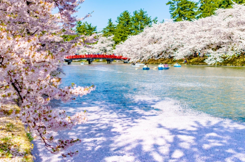 Cherry blossoms in Japan: a guide to parks and regions