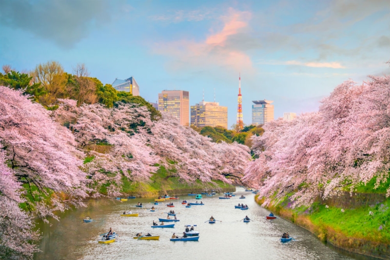 Cherry blossoms in Japan: a guide to parks and regions