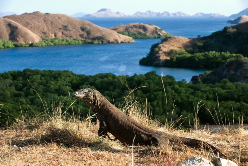 Dragons of Komodo Island