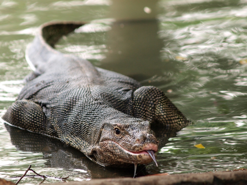 Dragons of Komodo Island