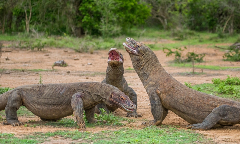 Dragons of Komodo Island