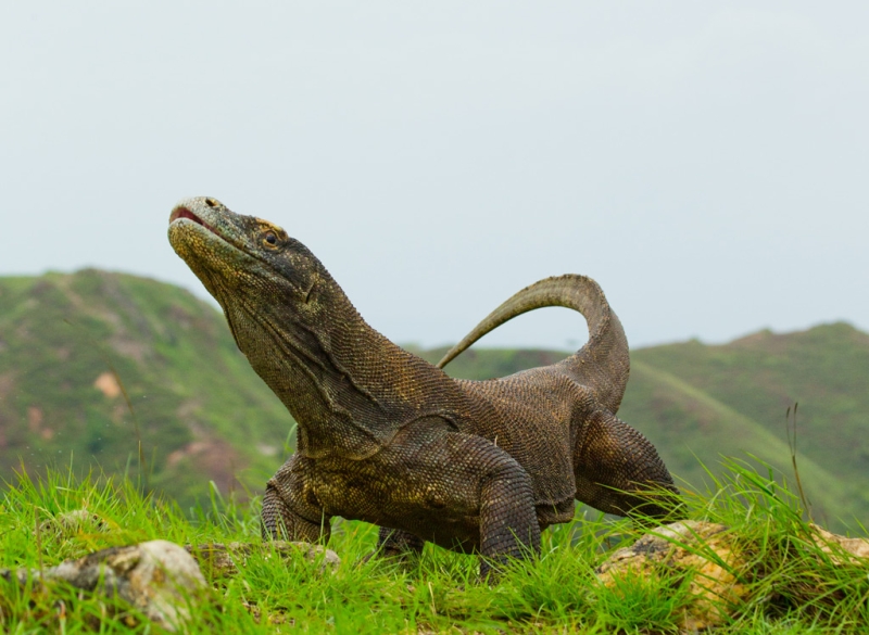 Dragons of Komodo Island