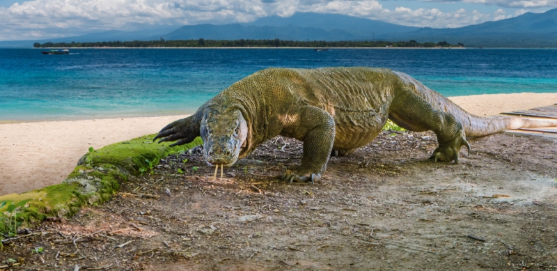 Dragons of Komodo Island