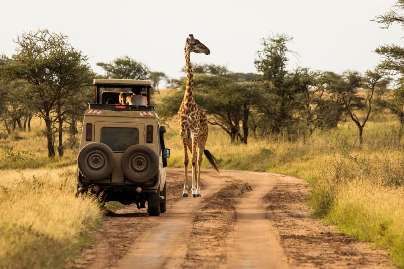 Five places in Africa for the perfect safari