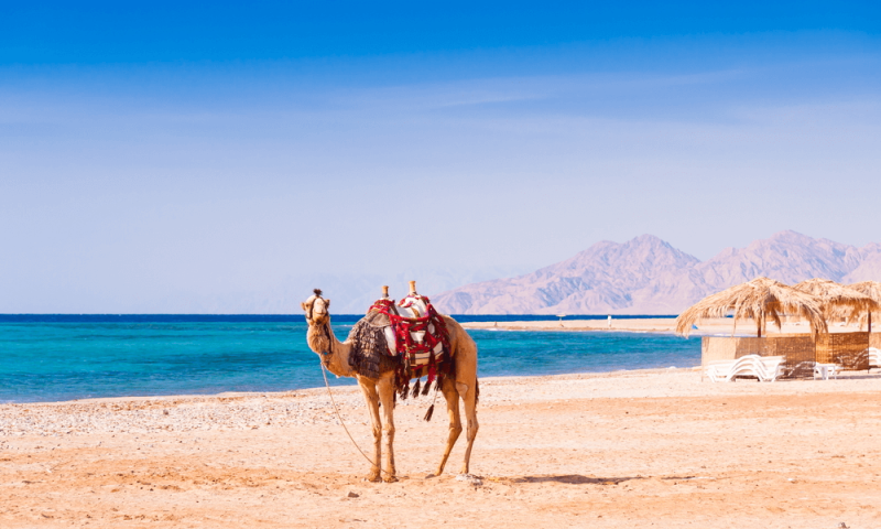 Hurghada or Sharm el-Sheikh?