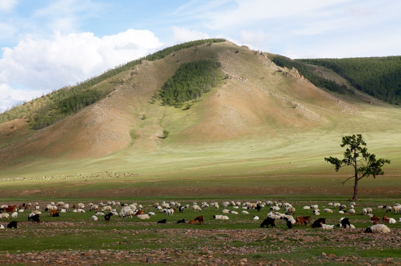 Mongolia: Gobi Desert Guide