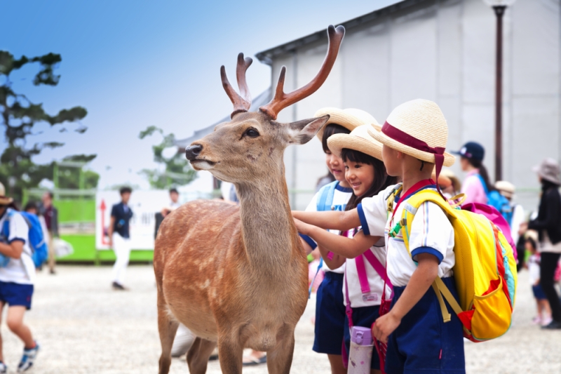 Nara - the city where the deer live