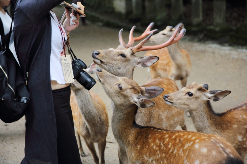 Nara - the city where the deer live