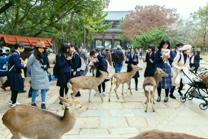 Nara - the city where the deer live