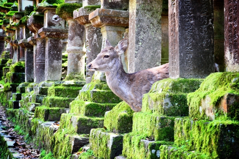 Nara - the city where the deer live