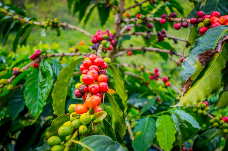 Seven colors of Colombia