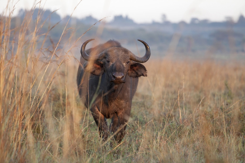 The charm of the African continent. Magical Kenya