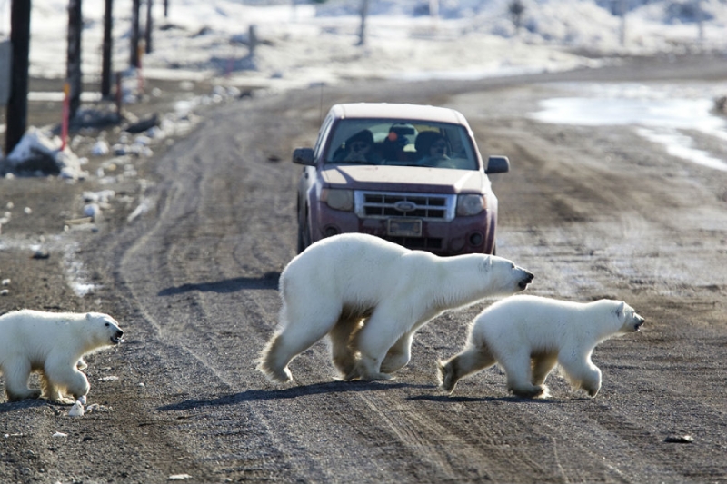 The northernmost country of migrants: 10 interesting facts about Canada