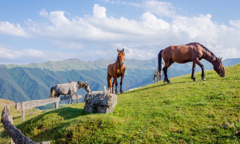 Tusheti: ancient towers, mountainous expanses and the most delicious khinkali in Georgia