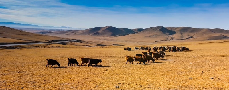 Ulaanbaatar and the surrounding area in a few days