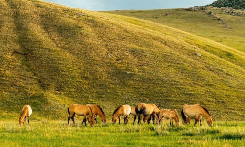 Ulaanbaatar and the surrounding area in a few days