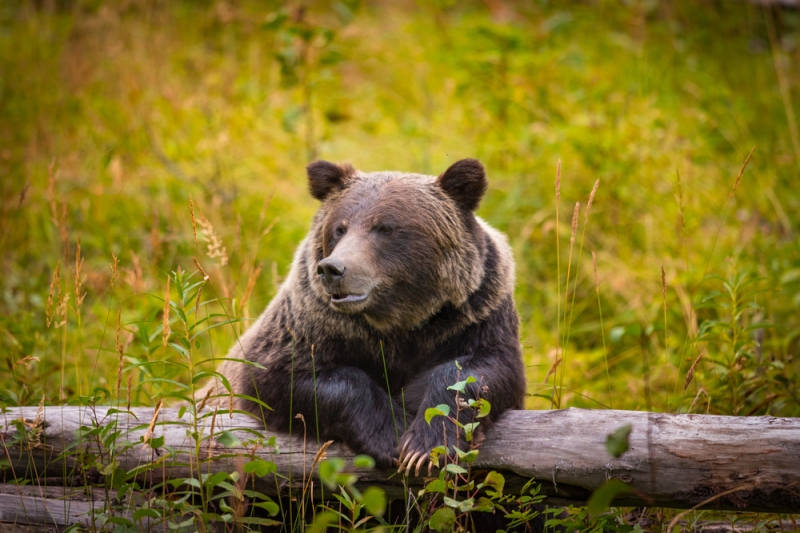 Waterfalls, parks and an underground city: the best family vacation in Canada