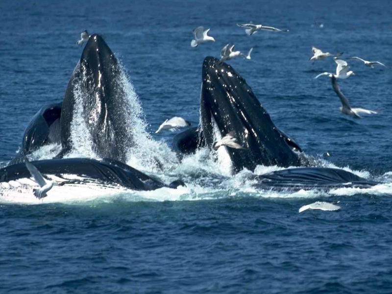 Whale Festival in South Africa