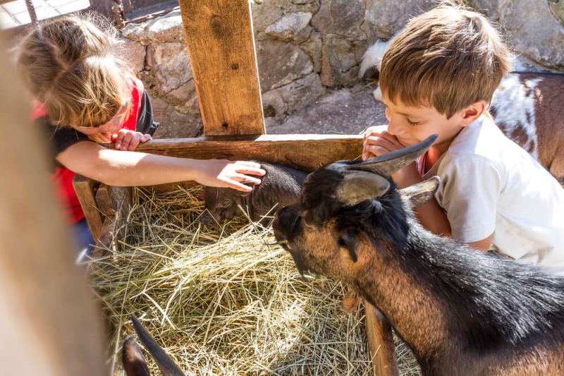 Eco-farms where you can interact with animals