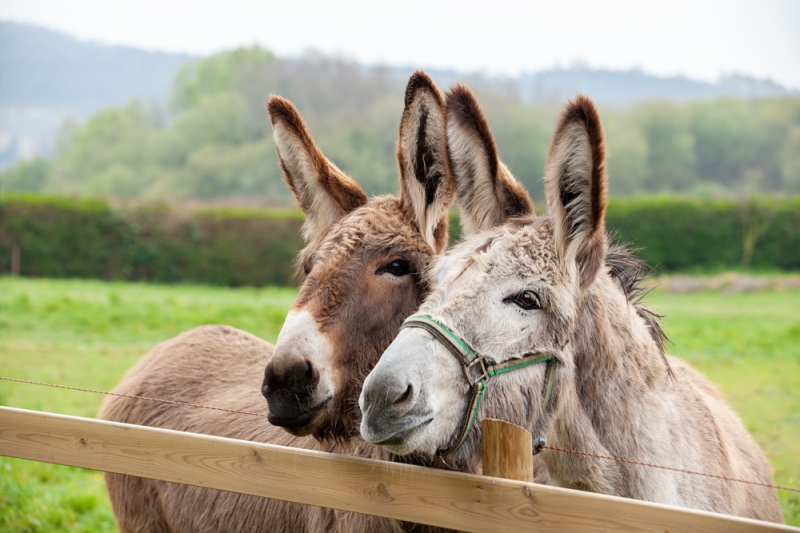 Eco-farms where you can interact with animals