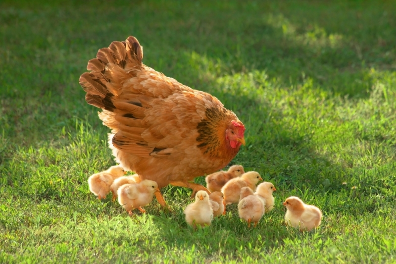 Eco-farms where you can interact with animals