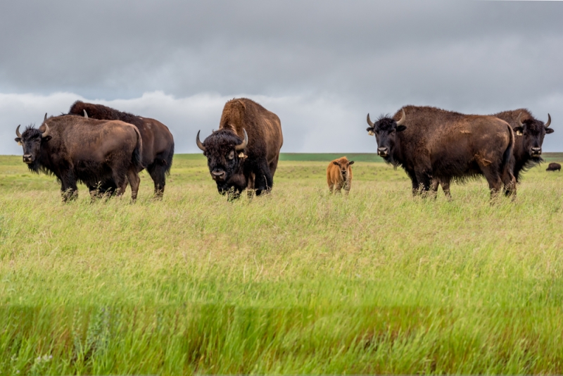 Eco-farms where you can interact with animals