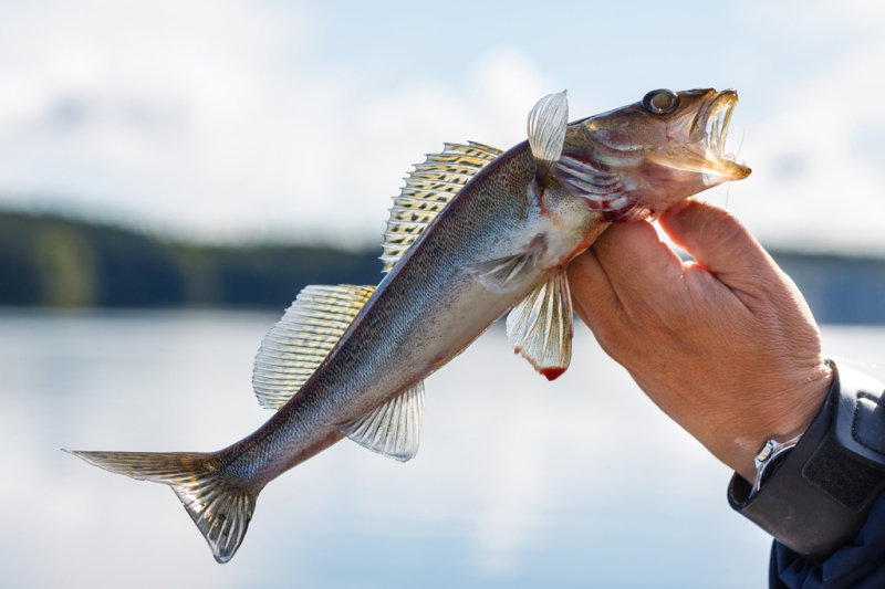 Finland: on vacation with a fishing rod and basket