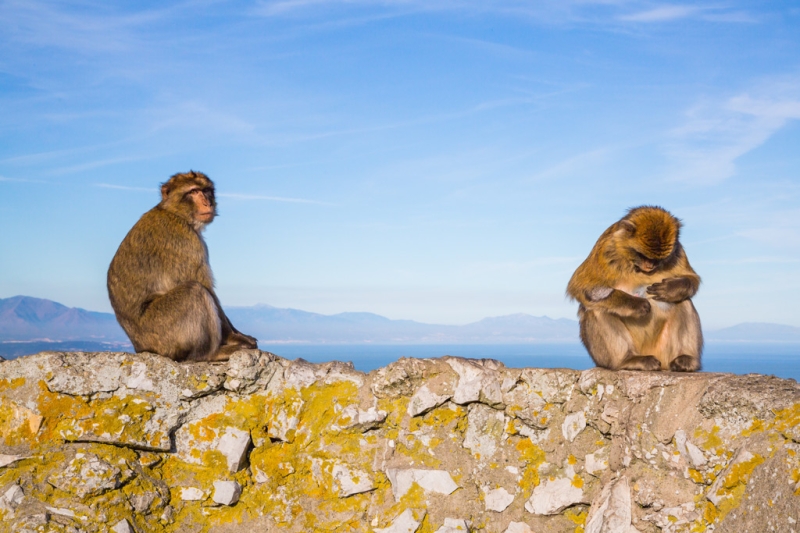 Gibraltar: what to do on a rock at the end of the world?