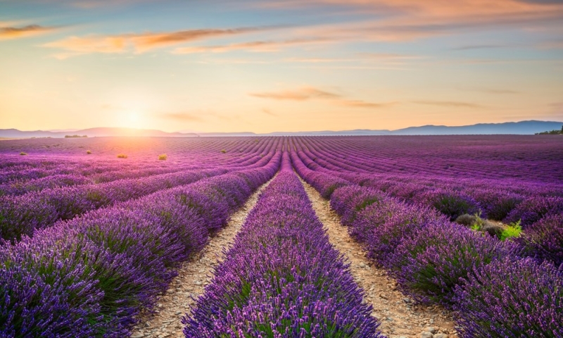 Guide to Provence