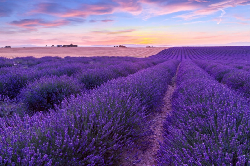 Lavender fields of Provence: what to see and how to get there