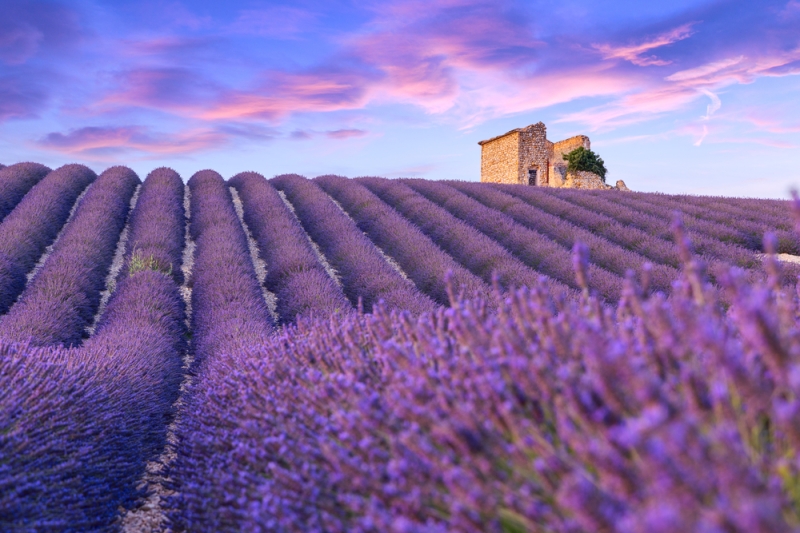 Lavender fields of Provence: what to see and how to get there