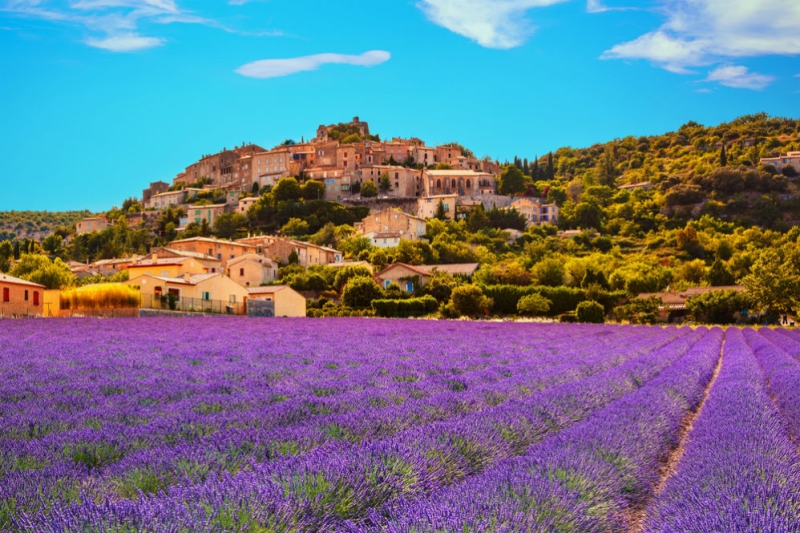 Lavender fields of Provence: what to see and how to get there