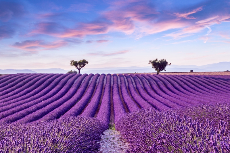 Lavender fields of Provence: what to see and how to get there