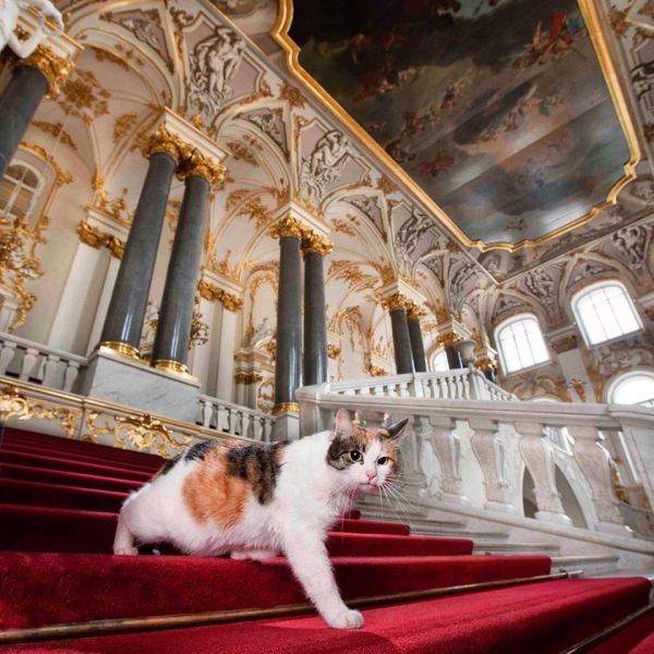 St. Petersburg and cats: from the Hermitage to the cat cafe