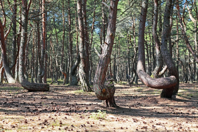 The delicate balance of the Curonian Spit. Lessons from Russia&#39;s smallest national park