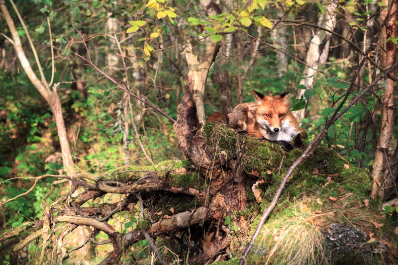 The delicate balance of the Curonian Spit. Lessons from Russia&#39;s smallest national park