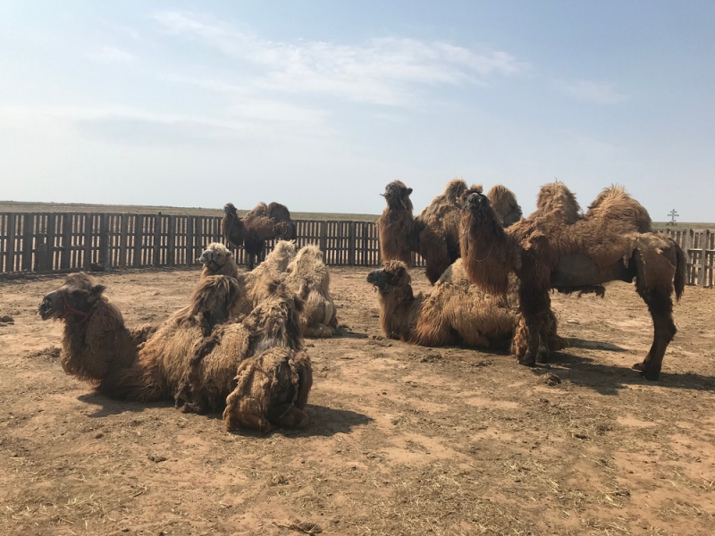 Where in Russia to sunbathe on dunes and dunes