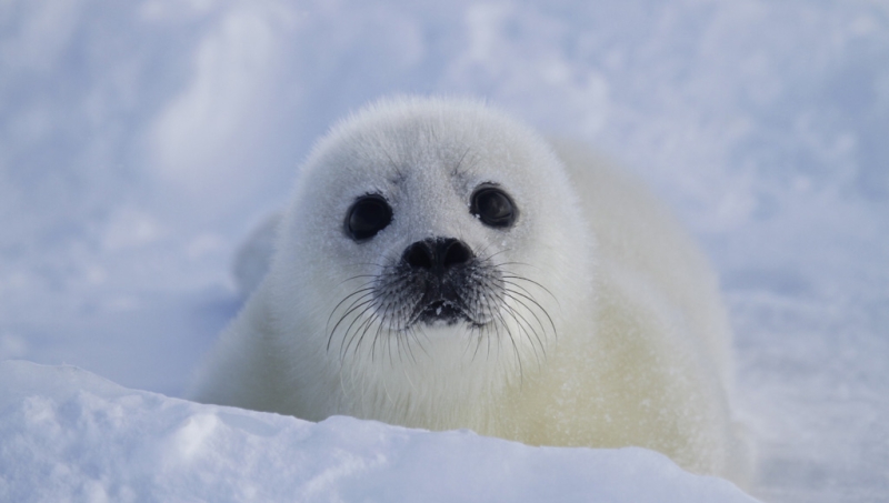 5 places with the cutest animals in the world
