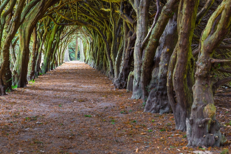 8 most interesting alleys and tunnels made of flowers and trees