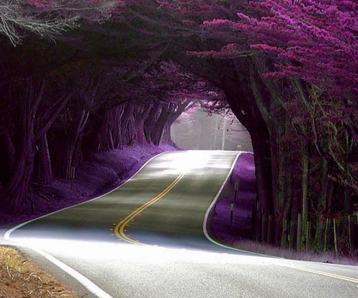 8 most interesting alleys and tunnels made of flowers and trees