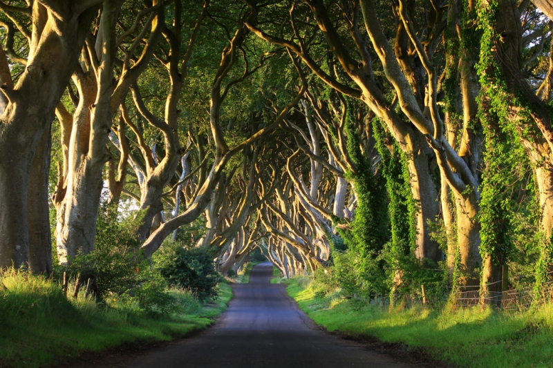 8 most interesting alleys and tunnels made of flowers and trees