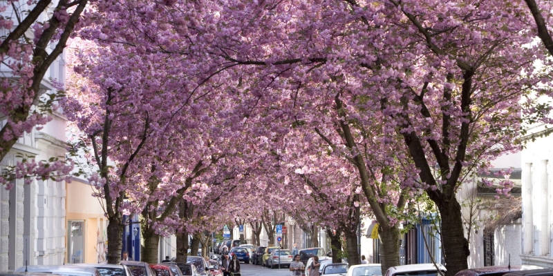 8 most interesting alleys and tunnels made of flowers and trees