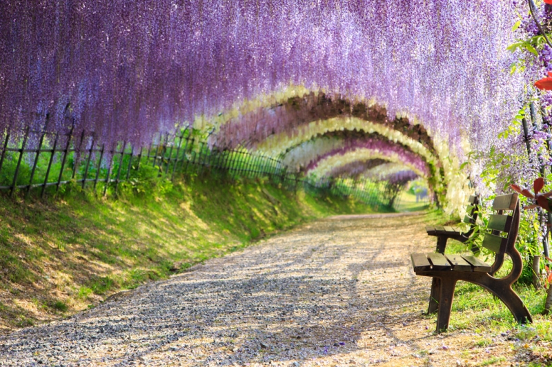 8 most interesting alleys and tunnels made of flowers and trees