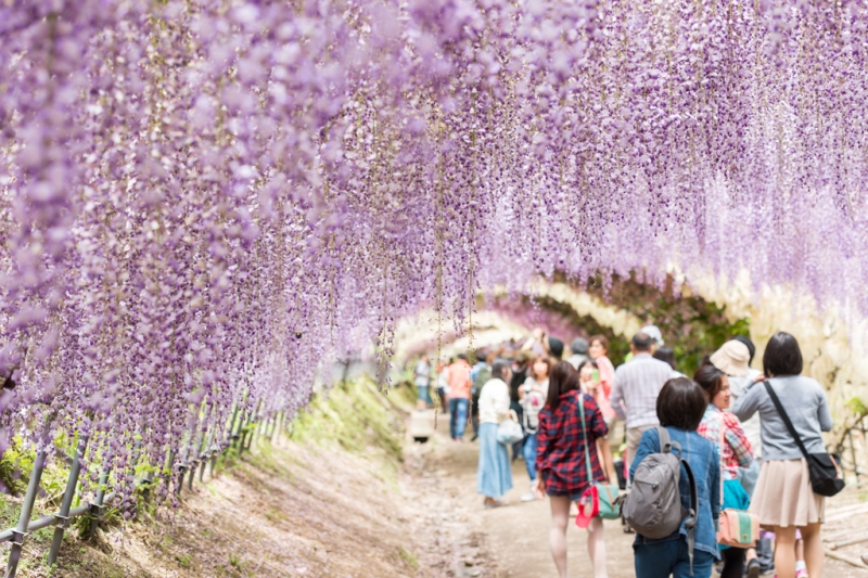 8 most interesting alleys and tunnels made of flowers and trees