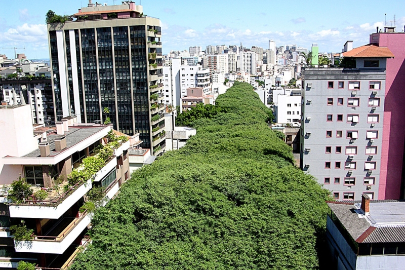 8 most interesting alleys and tunnels made of flowers and trees