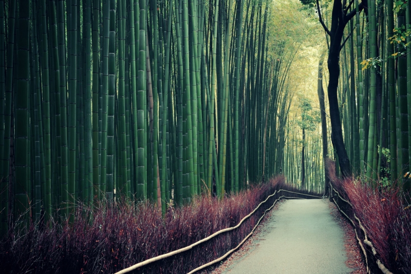 8 most interesting alleys and tunnels made of flowers and trees