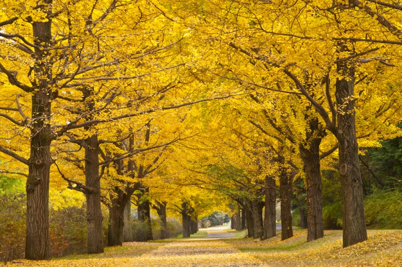 8 most interesting alleys and tunnels made of flowers and trees